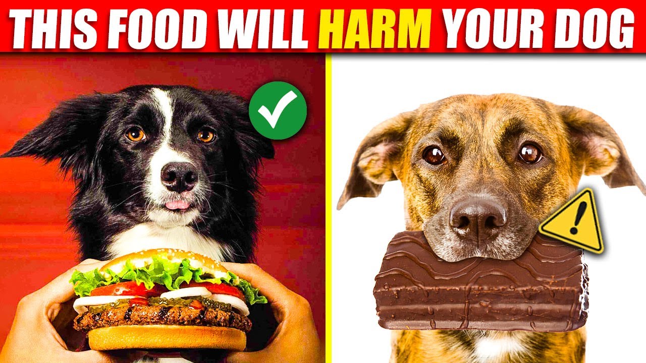 These Foods Will Harm Your Dog