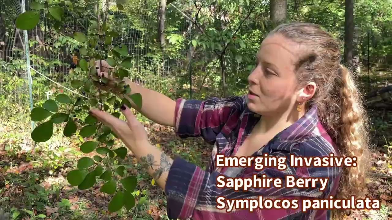 Invasive Species Identification: Sapphire-berry
