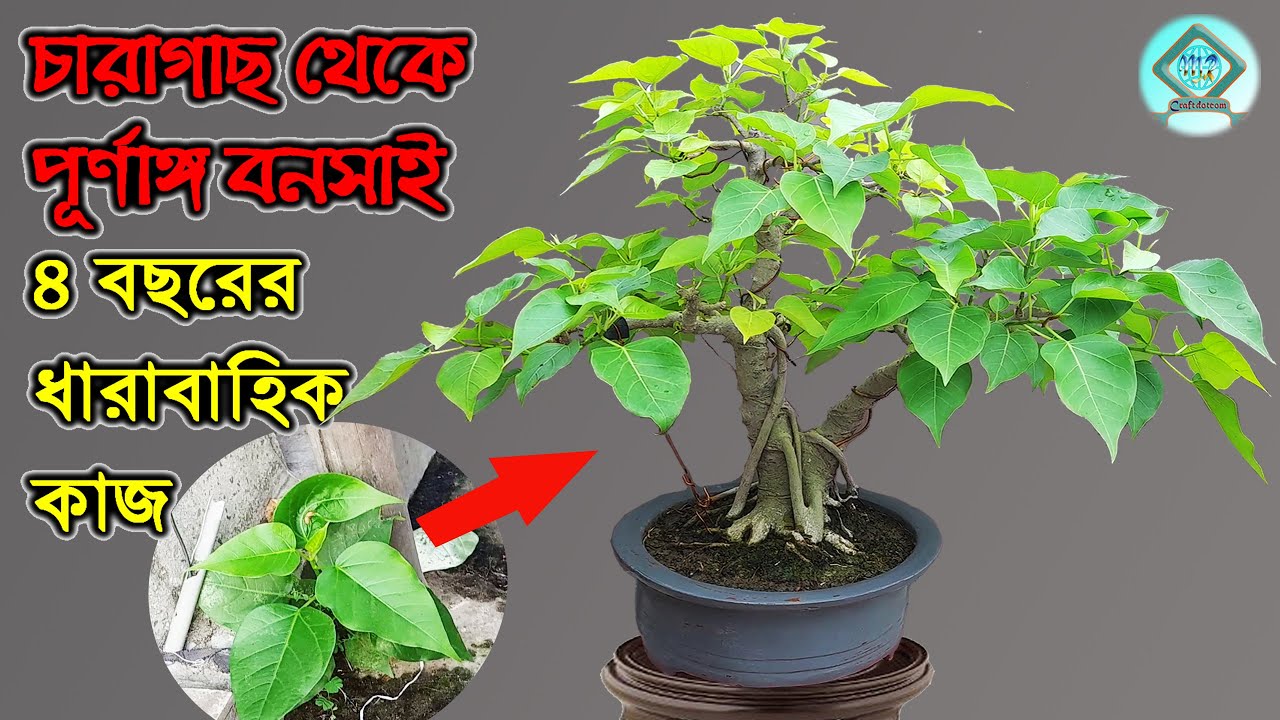 চারাগাছ থেকে ধাপে ধাপে বনসাই তৈরির পদ্ধতি | How to Make Bonsai from Saplings | Pakur Bonsai |