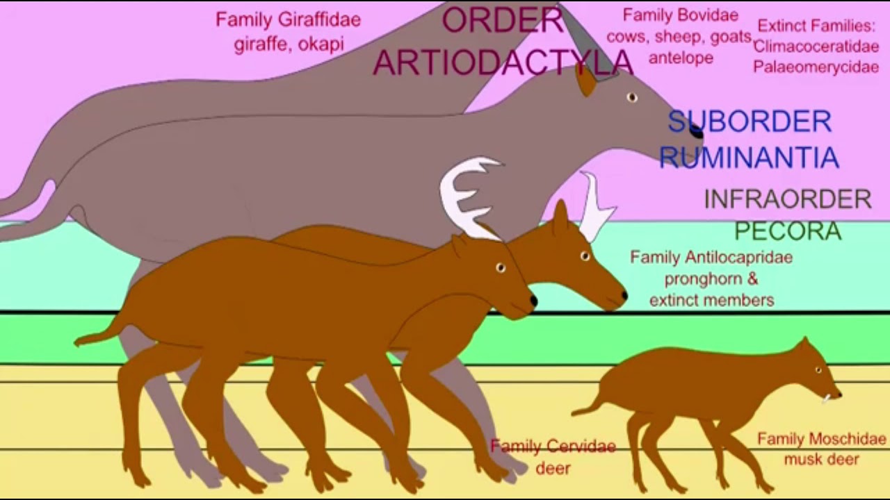 artiodactyl & perissodactyl song