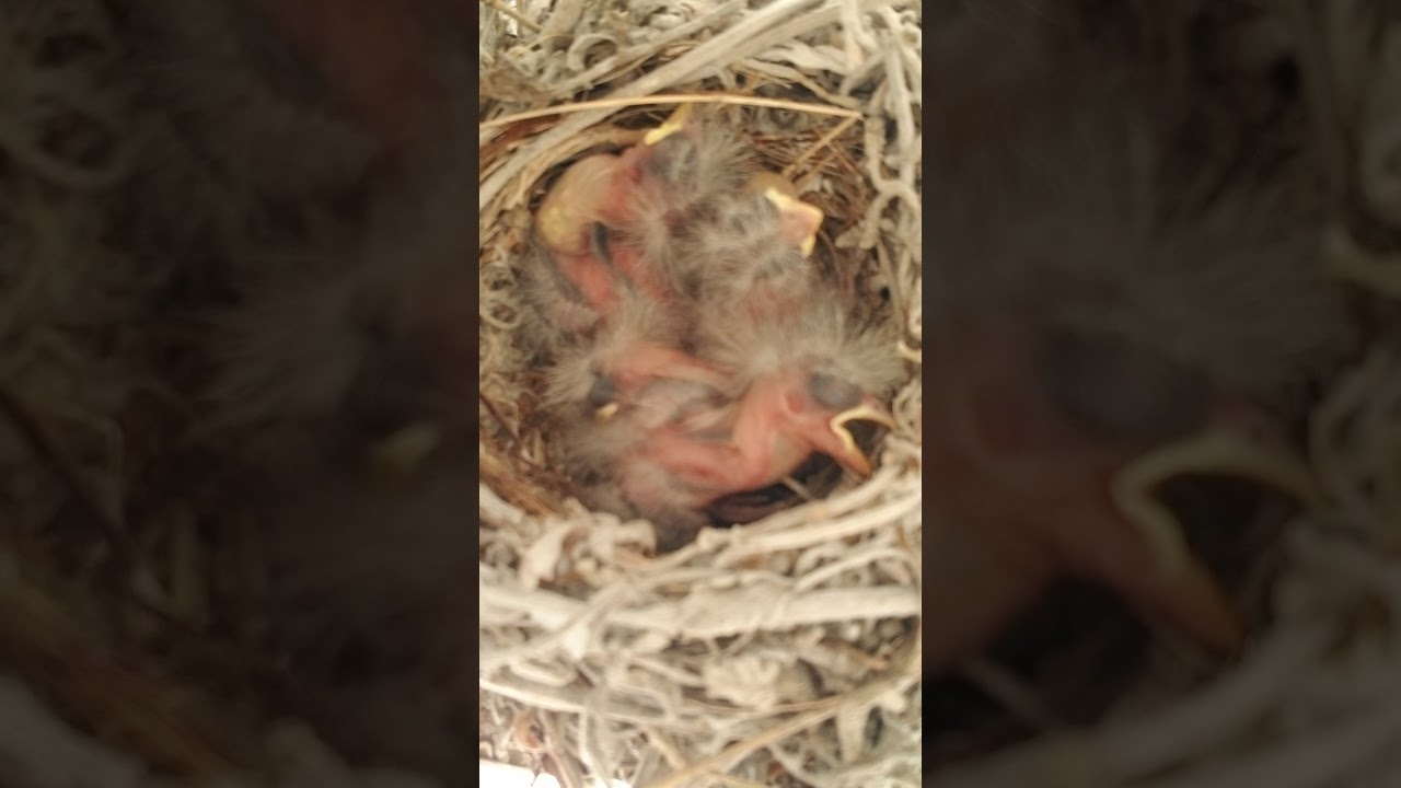 June 20, 4 days old.