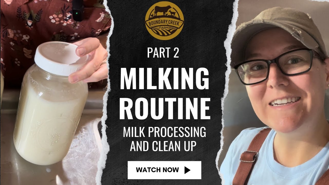 Milking Routine: Part 2- Milk Processing and Clean Up