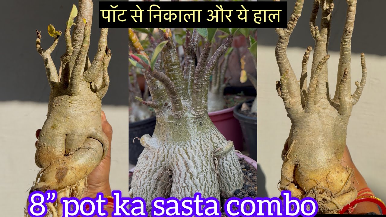 ये सारे प्लांट्स पॉट से निकला और ये हाल,एडिनियम अरेबिकम का 8” pot के प्लांट्स का सेल,कॉम्बो ऑफर 