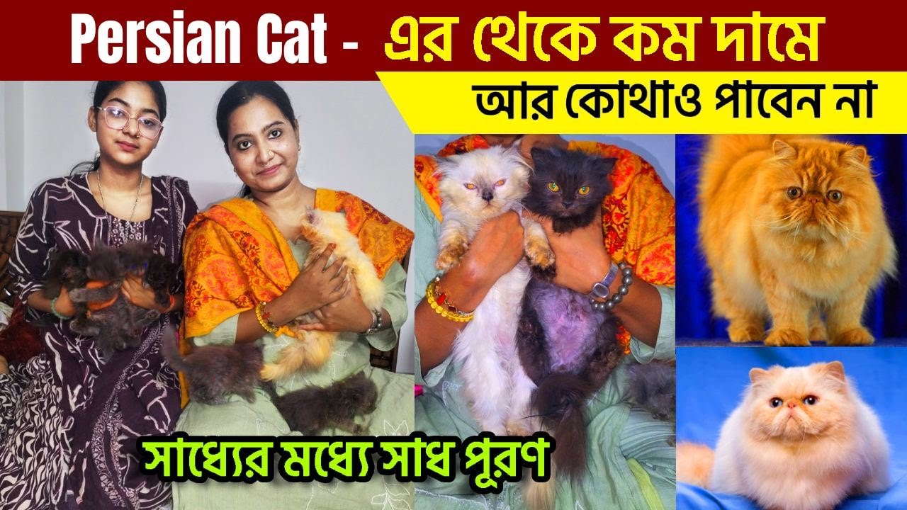 Best Home Breed Persian Cat in Kolkata | Best Persian kittens in Kolkata | Cat Market in Kolkata