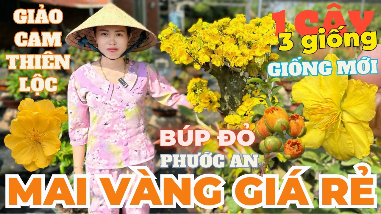 16-03 CHỊ CẨM Giao Lưu Mai Vàng Giá Rẻ, Giảo Cam Thiên Lộc, Giảo Ông Thầy, Đọt Đỏ • THÀNH TRỌNG LÊ