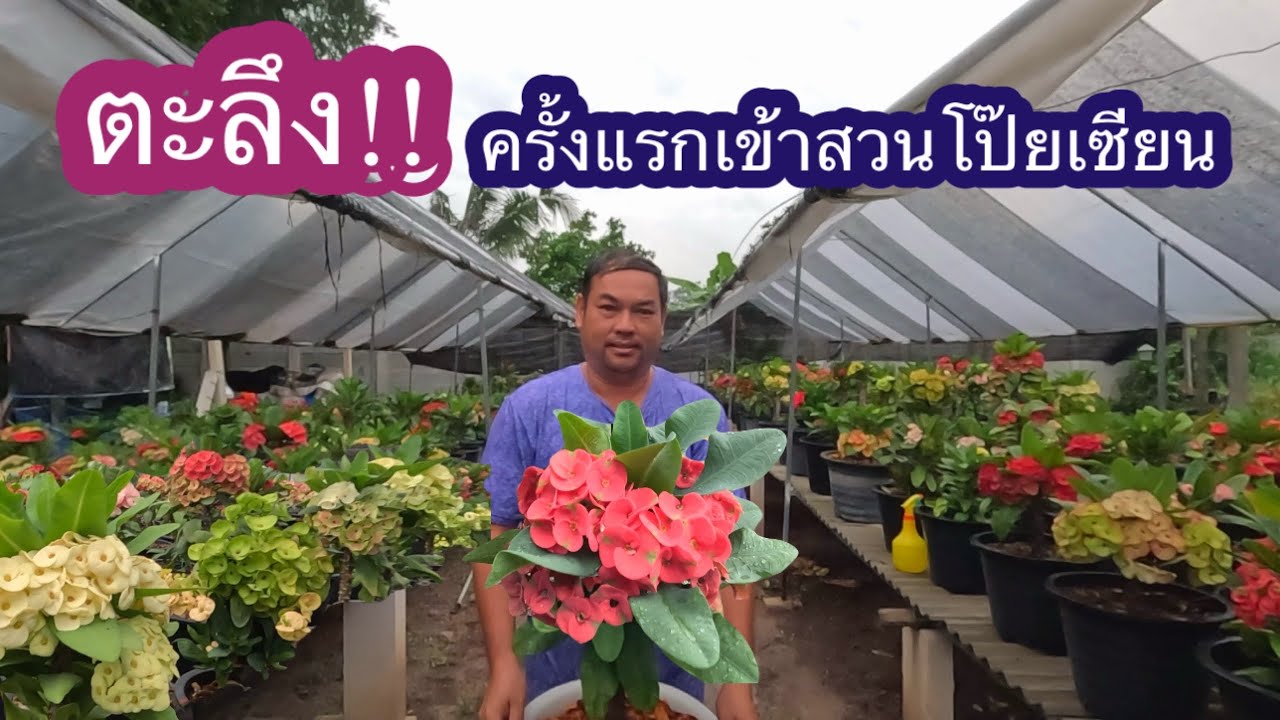 #โป๊ยเซียน ตะลึงครั้งแรกเข้าสวน สวยมากกก