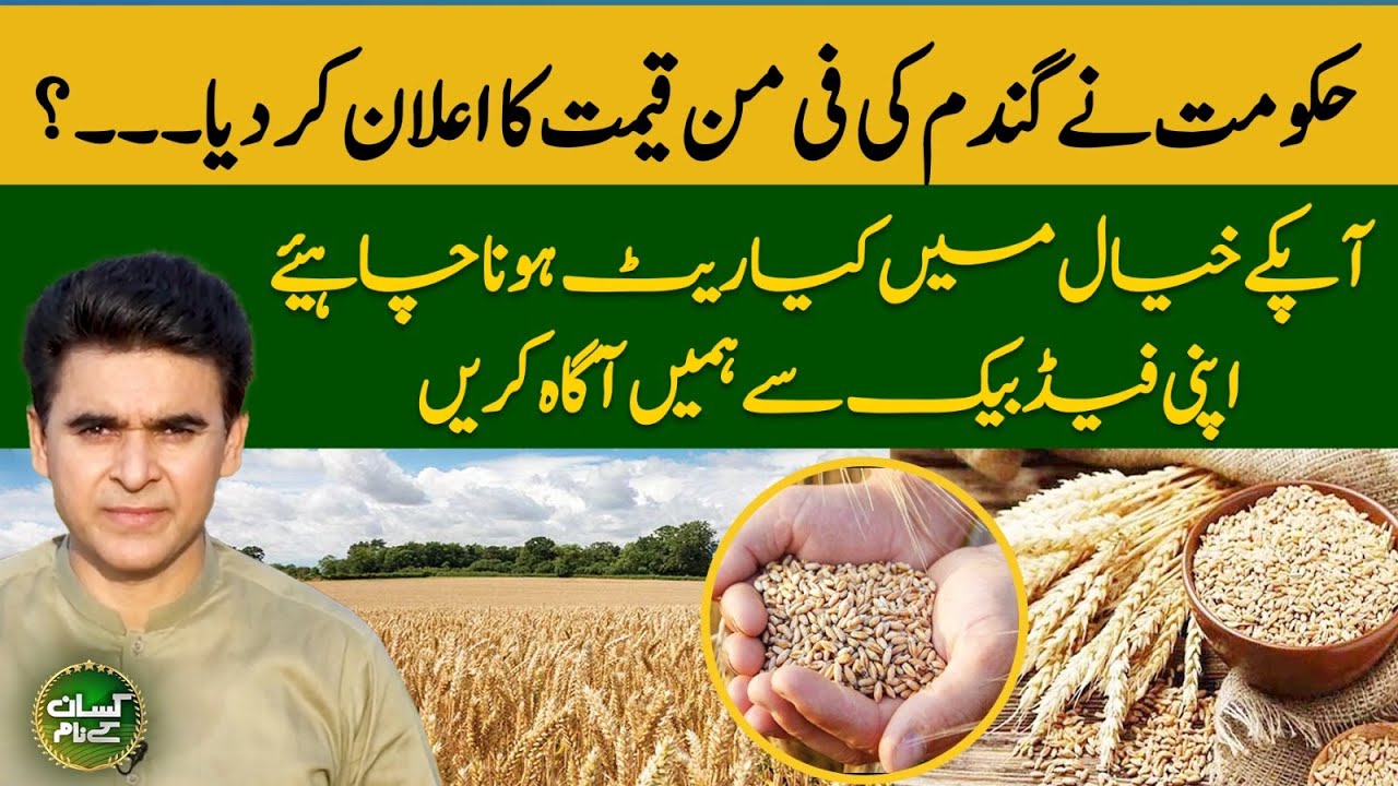 Benefits Of Rice Straw | How Rice Straw Can Help Increase Wheat Production | EP 39