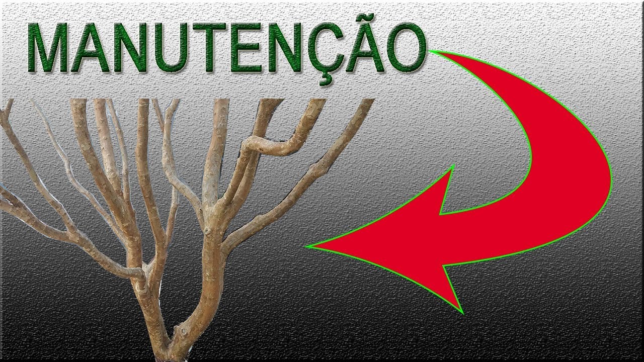Como fazer a manutenção no tronco da jabuticabeira