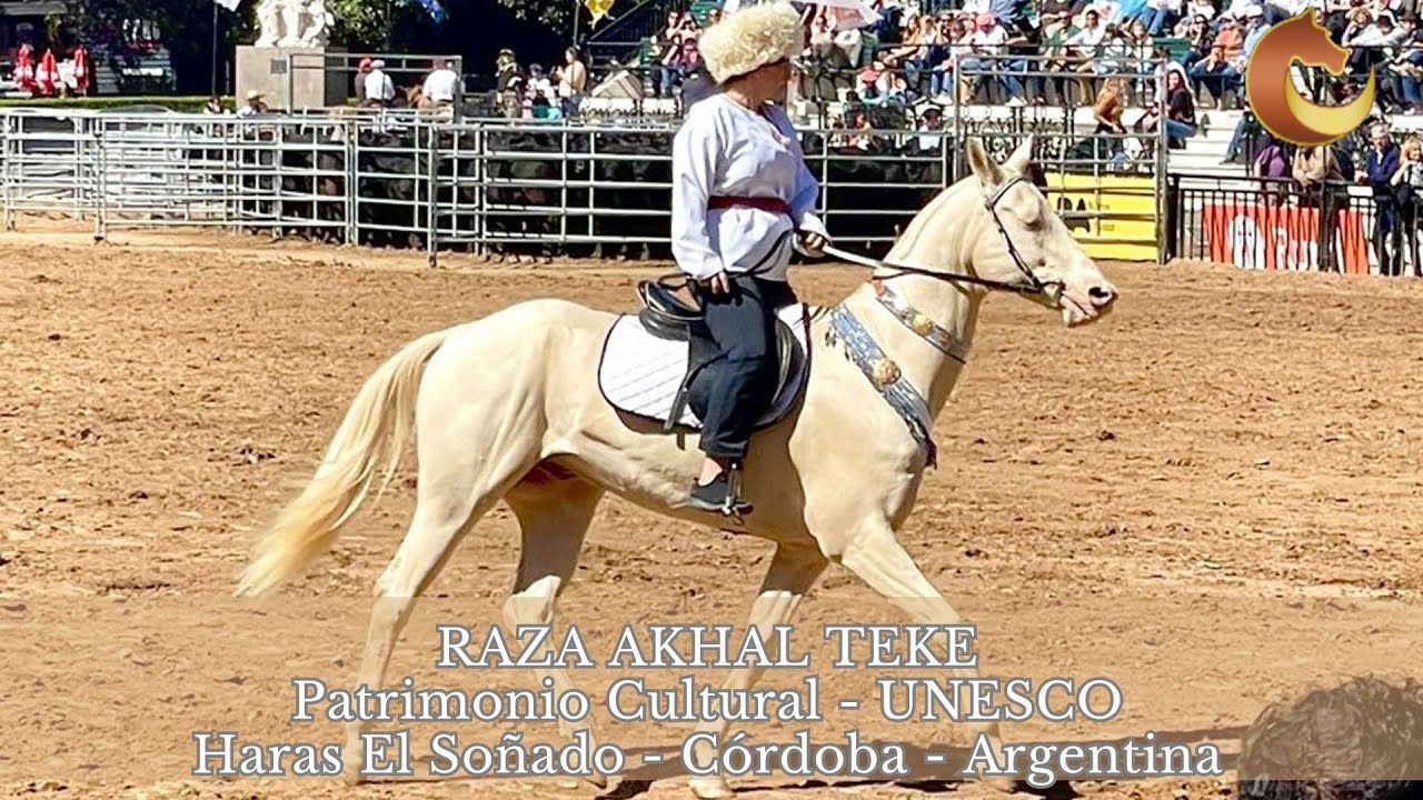 Raza AKHAL TEKE, Haras El Soñado, Córdoba, Argentina cría unos de los caballos más bellos del mundo