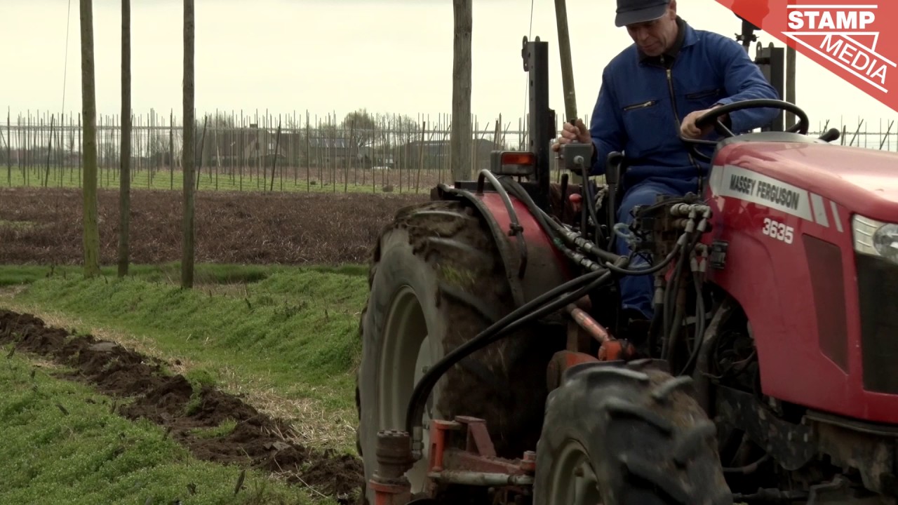 Enige biologische hopteler: “De hop herleeft dankzij onze streekbieren”