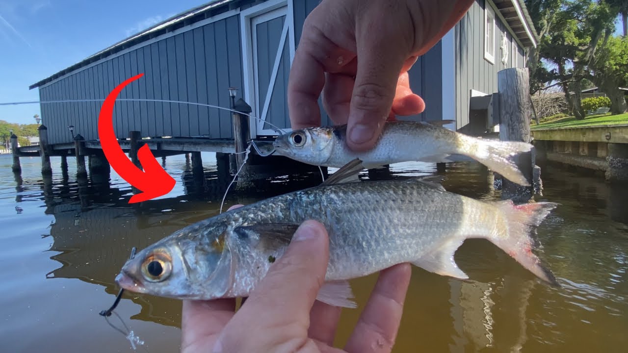Inshore Backwater Fishing With Live Mullet!