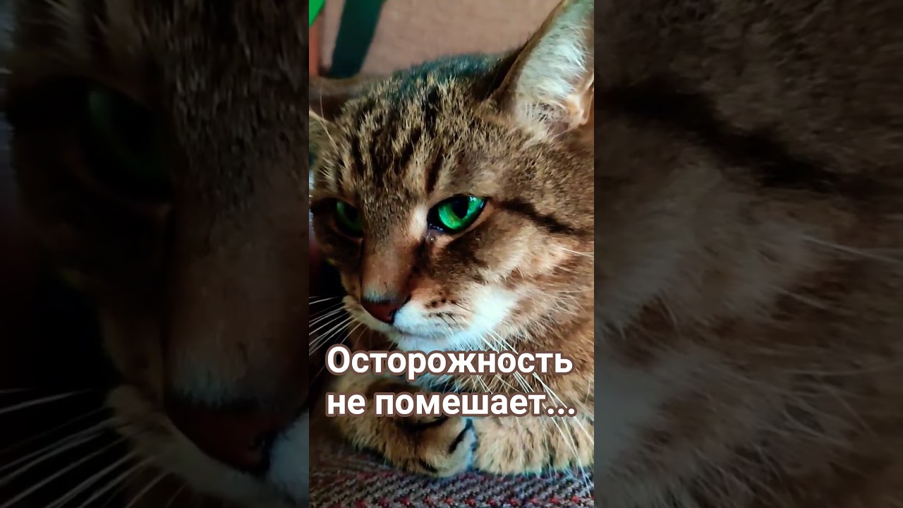 П'ятниця,13.02#цитатыстэтхэма #cat #видосыоткота #прикольныекоты #кот