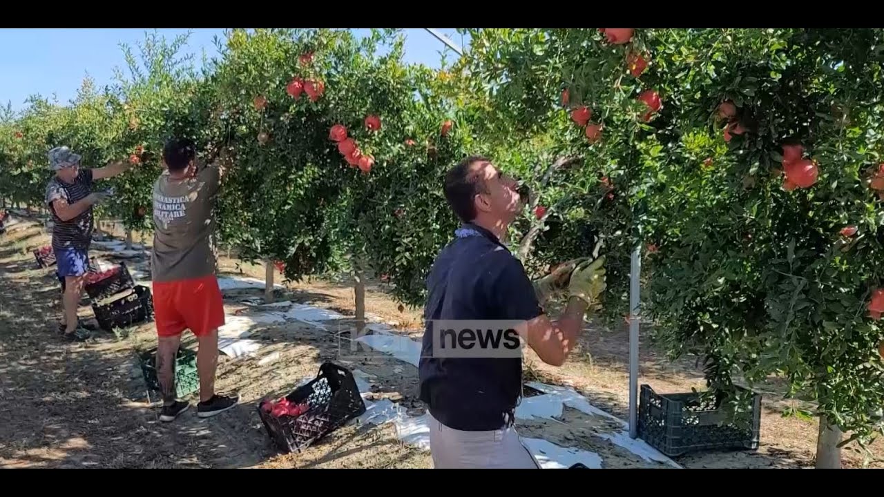 Klan News - Prodhimi i tyre vazhdon deri në Dhjetor, shega izraelite piqet edhe në Divjake