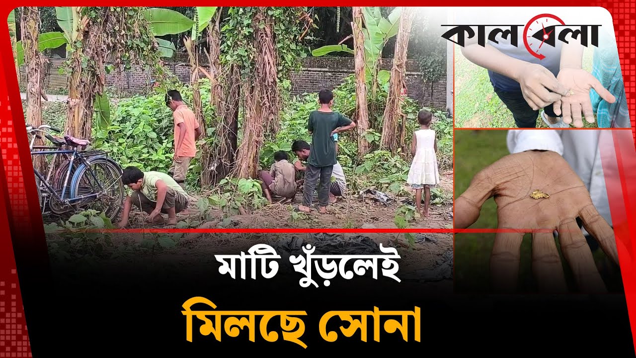 মাটি খুঁড়লেই মিলছে সোনা | Gold News | Thakurgaon | Kalbela
