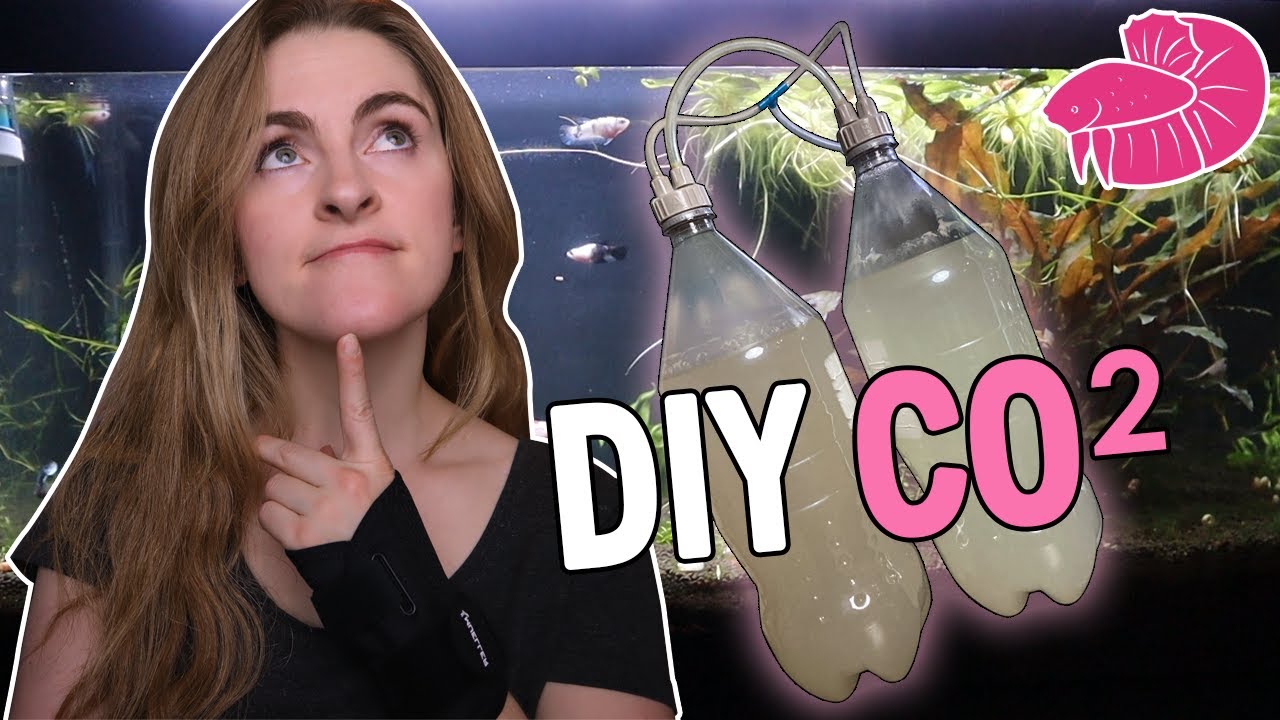 Аквариум с CO2-растениями своими руками! Сработает ли? Результаты Aquascape (бонус «КАТАСТРОФА» п...