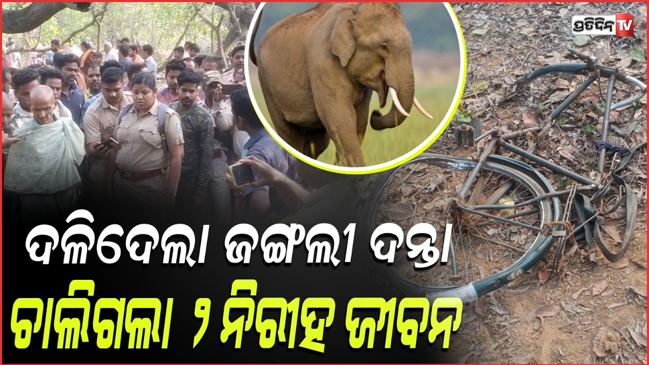 ଶୌଚ ହେବାକୁ ଯିବାବେଳେ ଦଳିଦେଲା ଜଙ୍ଗଲୀ ଦନ୍ତା,ଚାଲିଗଲା ୨ନିରୀହ ଜୀବନ ! Elephant Attack in khordha, 2 death