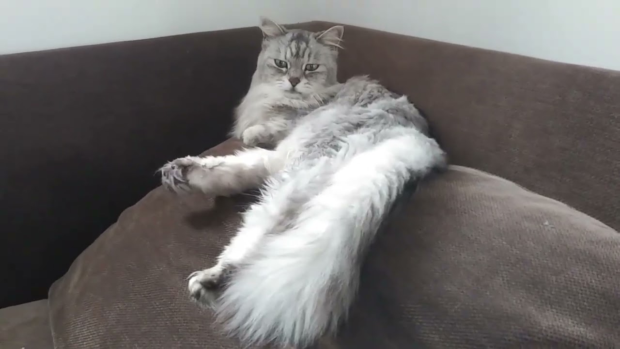 【老猫の日常】おばあちゃん猫たちの日常生活
