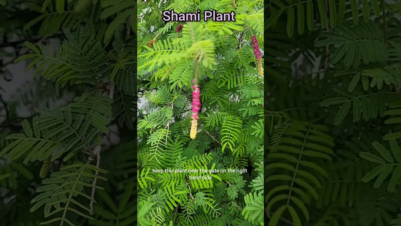 Benefits of Shami plant/Shankar bhagwan favorite Shami Flowers #aadishkiduniya #shorts