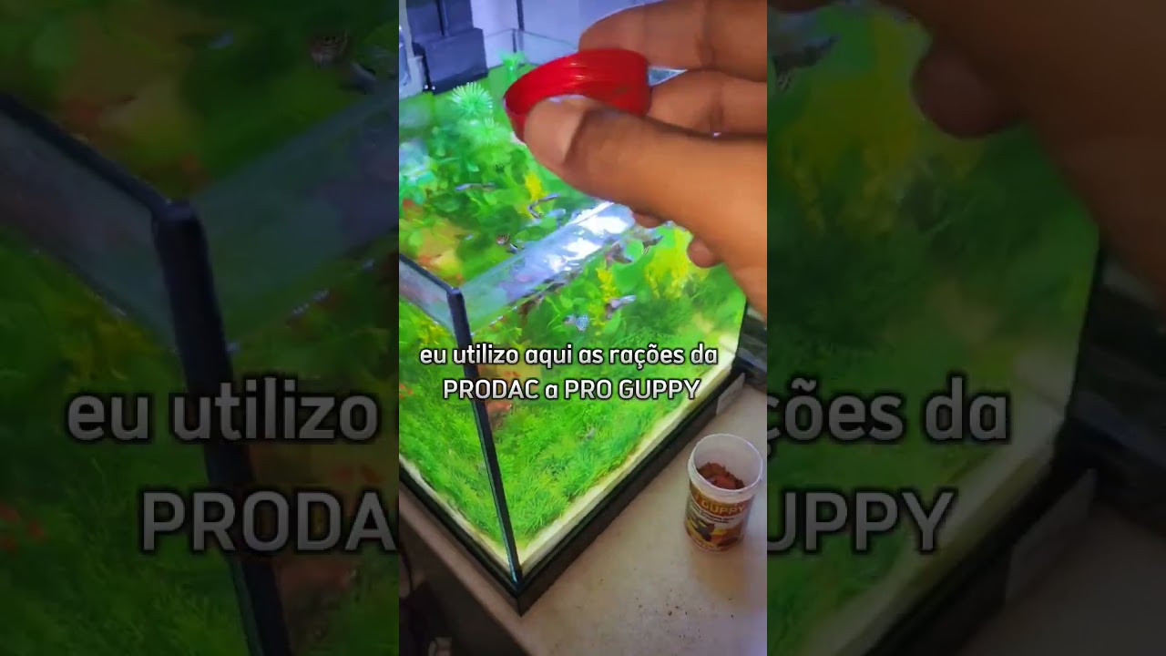 como criar #guppy #lebiste #guppyfish