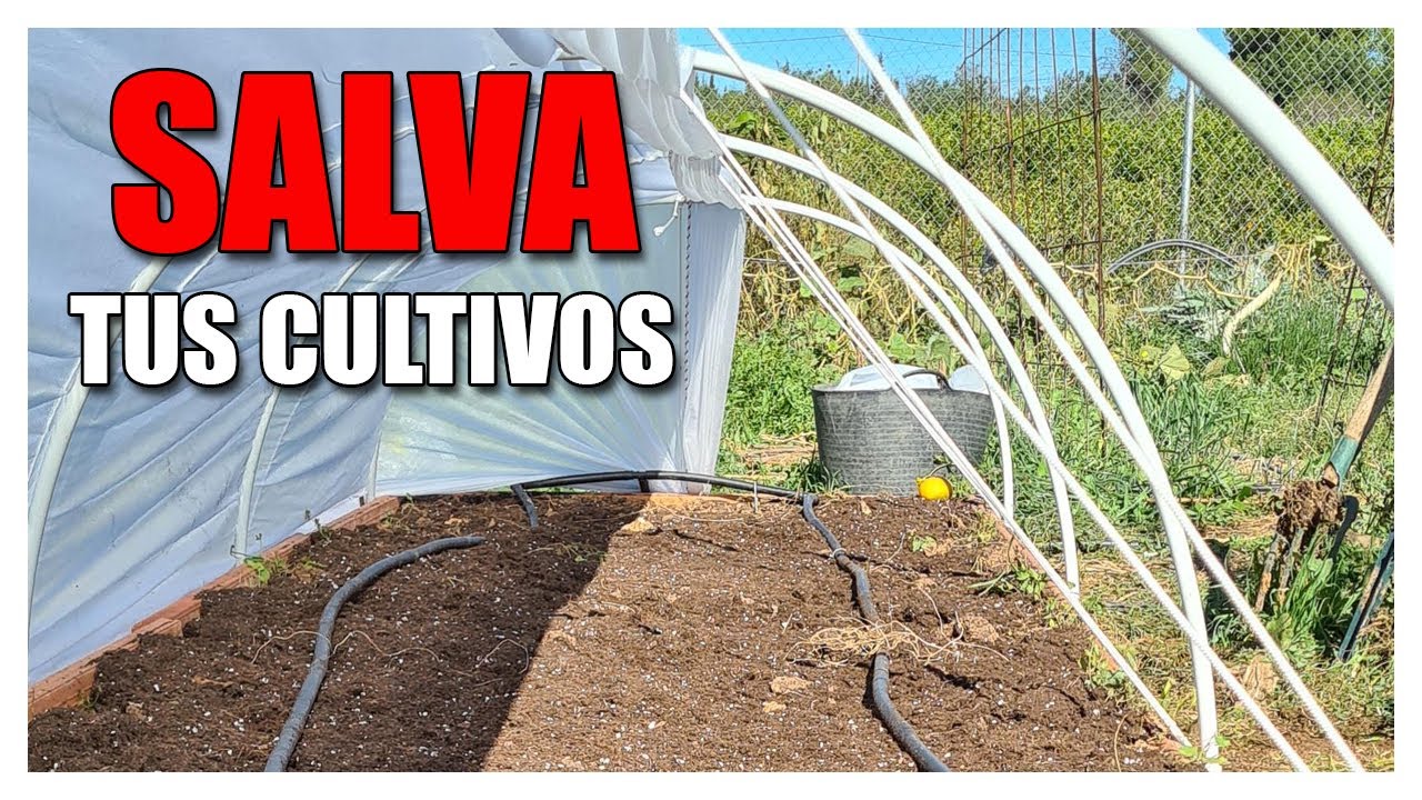 🧊 NO PIERDAS más CULTIVOS por culpa del FRIO...➡️ Mira este TÚNEL de CULTIVO (Súper Invernadero🥬)