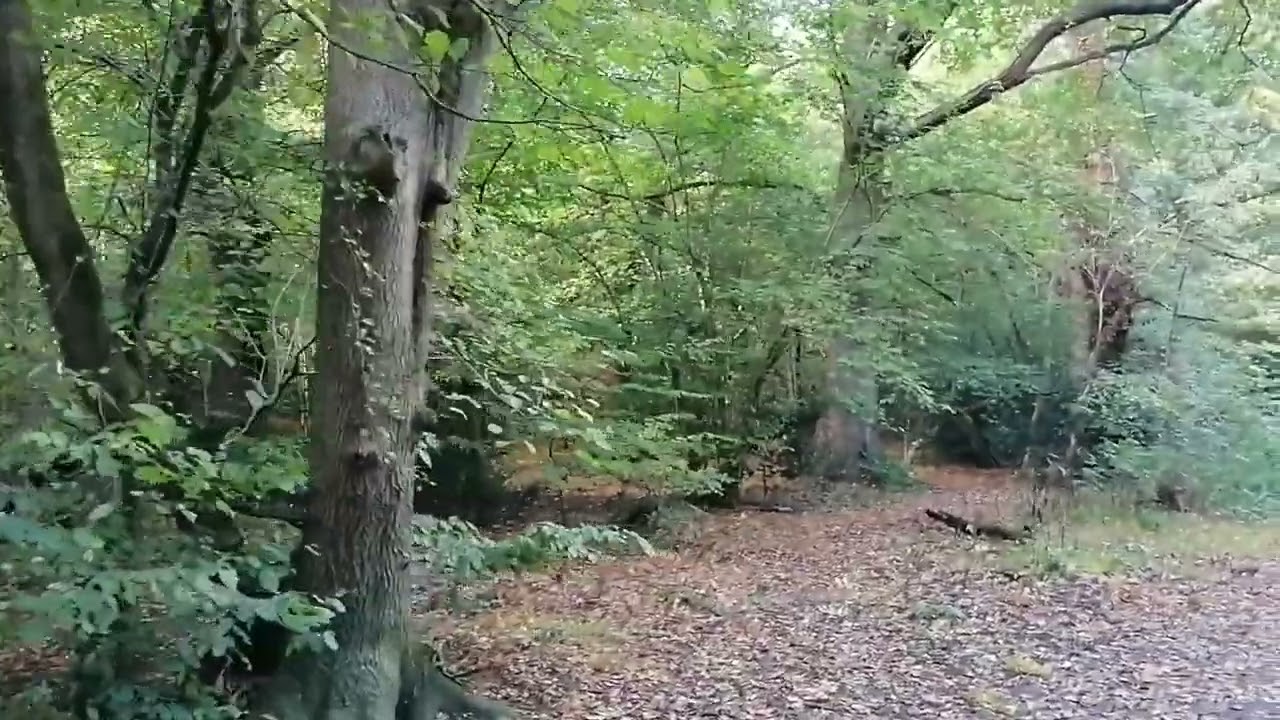 A Beautiful Afternoon Walk in Ruislip Woods