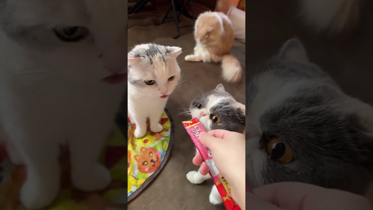 朝ねこ〜　#cat #猫のいる暮らし