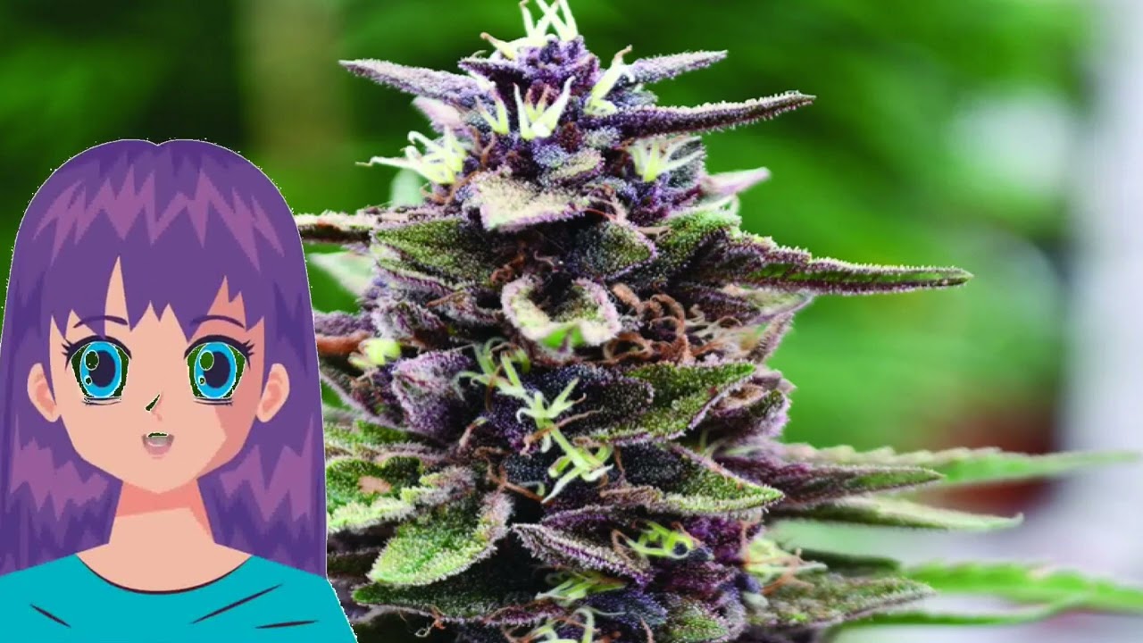 Royal Purple Kush &ndash; Emerald Triangle Seeds