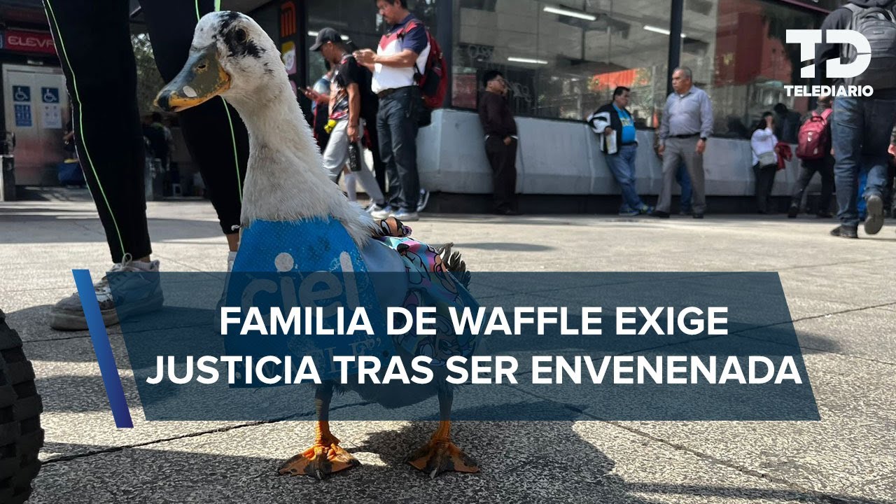 ¡Envenenan a Waffle! Patita que se ganaba la vida vendiendo aguas en el Centro Historico CdMx