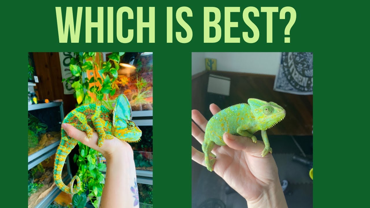 Male Vs. Female Veiled Chameleons!