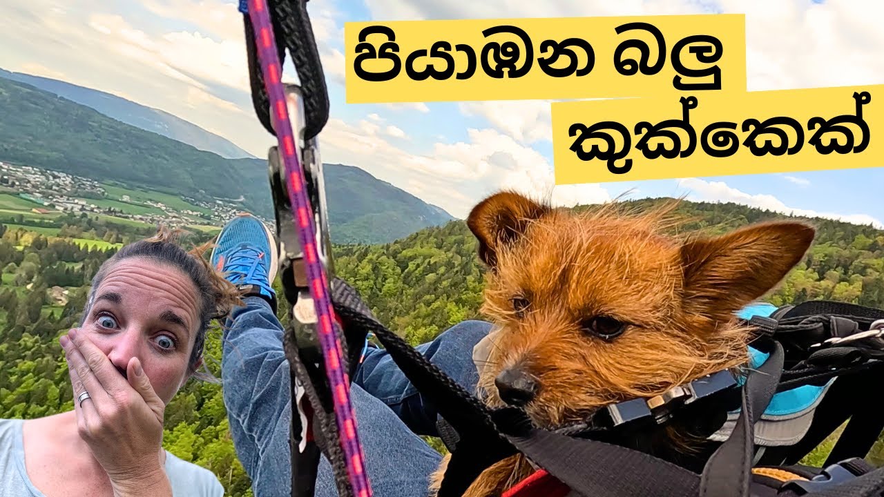 බලු කුක්කෙක් පියාසර කරයි -  Flying with Punchi