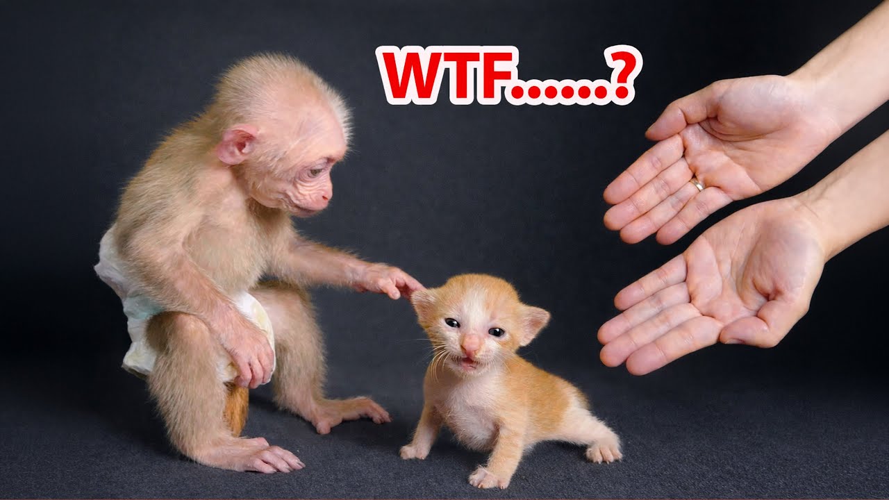 Bibi the baby monkey's reaction upon seeing a newborn kitten.
