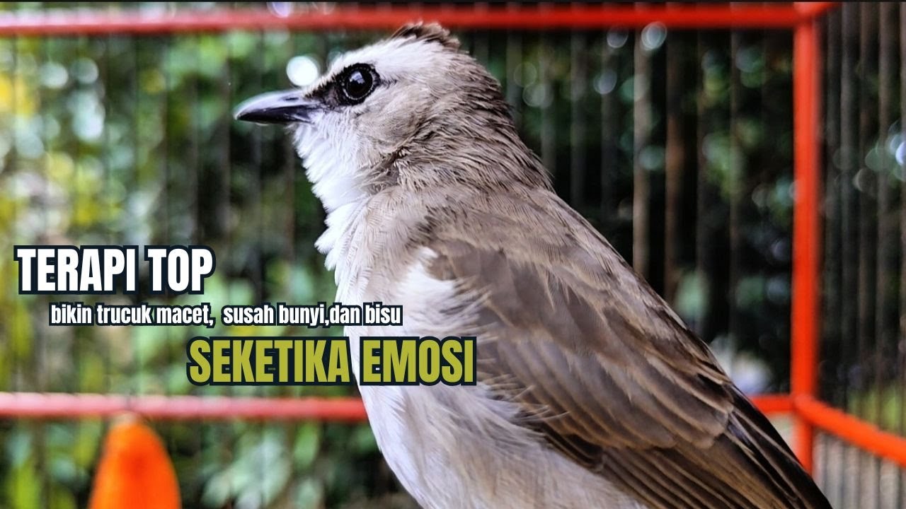 TRUCUKAN GACOR TARUNG ROPEL PANJANG Pancingan trucukan Agar Bunyi Jadikan Burung Trucuk Gacor Nyaut