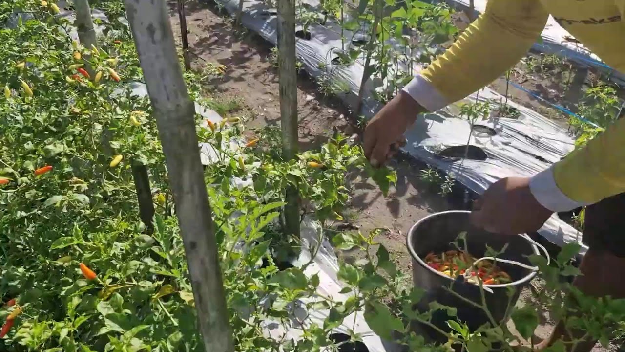 WATCH THIS AMAZING CHILI HARVESTING PROCESS IN THE FIELD! -Agriculture Farming