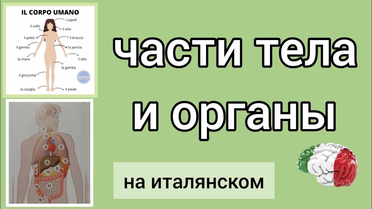 Части тела и органы на итальянском #итальянскийязык #итальянскийдляначинающих #итальянский
