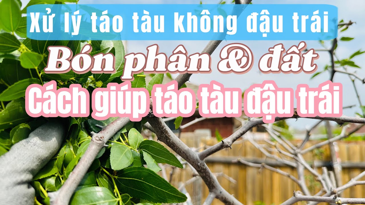 #150 🇺🇸chia sẻ xử lý táo tàu không đậu trái 🍅cách giúp đậu trái!Bón phân và đất trợ lực cho cây 🪴