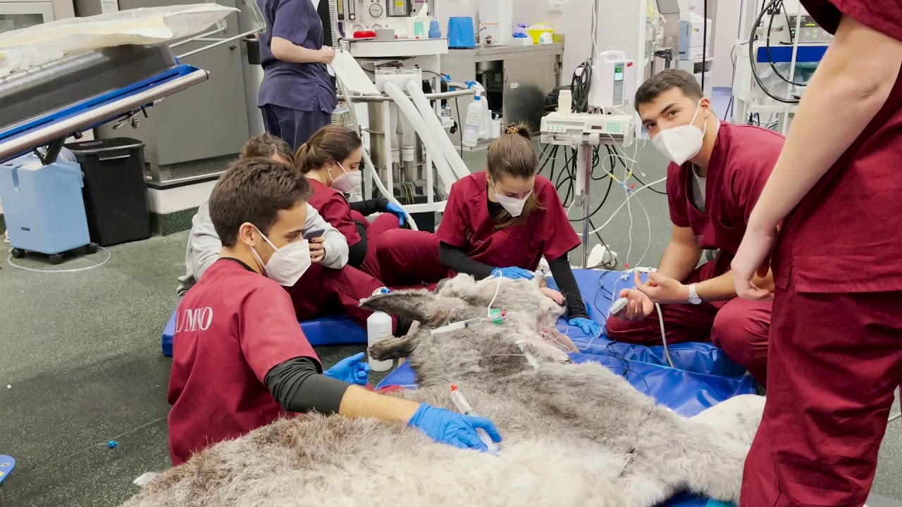 HCV CEU | Un hospital volcado ante la crisis sanitaria del HERPESVIRUS EQUINO
