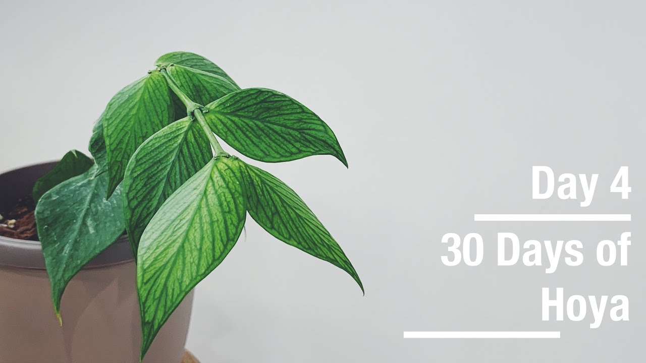 Hoya polyneura | 30 Days of Hoya - 4 of 30