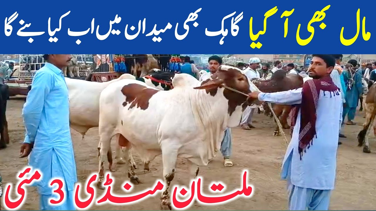 Today Multan Cow Mandi Fresh Video | Multan Mandi Video | Qurbani 2025 || Global Village Farming