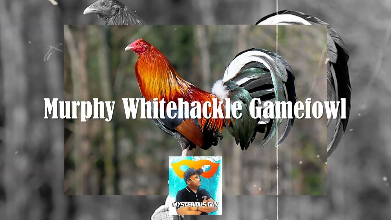 Murphy Whitehackle Gamefowl ang TOP na Manok sa Pinas?