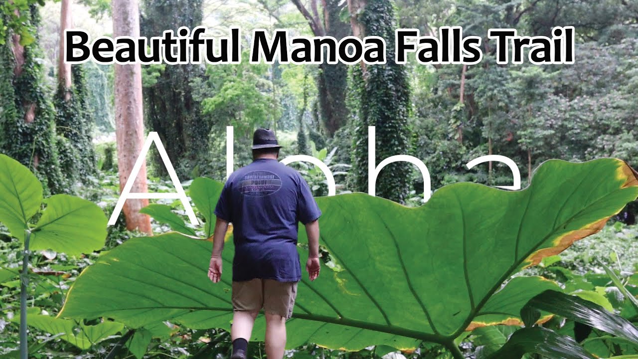The Secret Beauty of Manoa Falls Trail: Why You Need to Visit Now