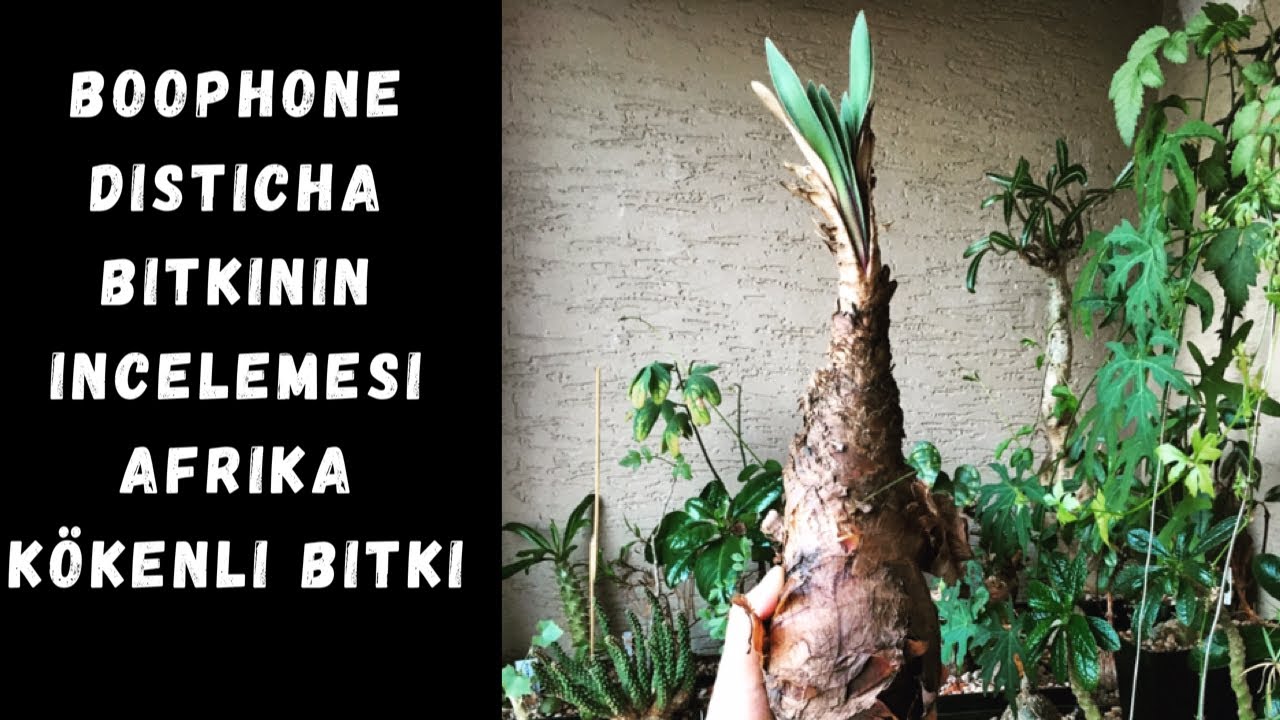NADIR BITKI / FARKLI BIR G&Uuml;ZELLIK /AFRIKA K&Ouml;KENLI BITKI / BOOPHONE DISTICHA BITKININ INCELEMESI