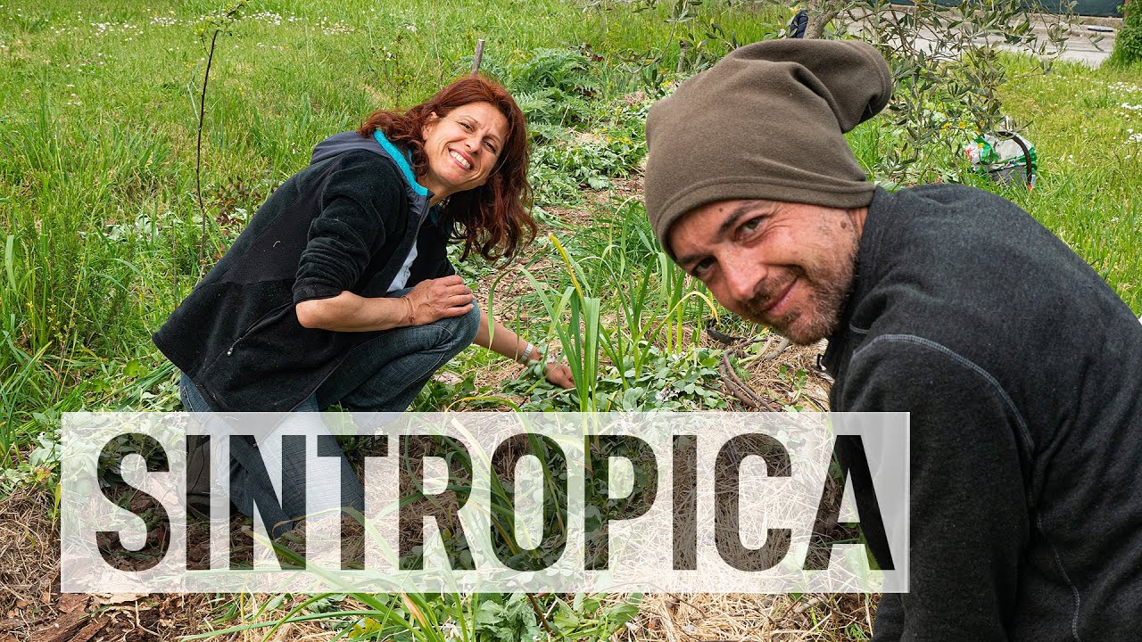 IL MAGO dell'AGRICOLTURA SINTROPICA. Con Gennaro Cardone 🌳