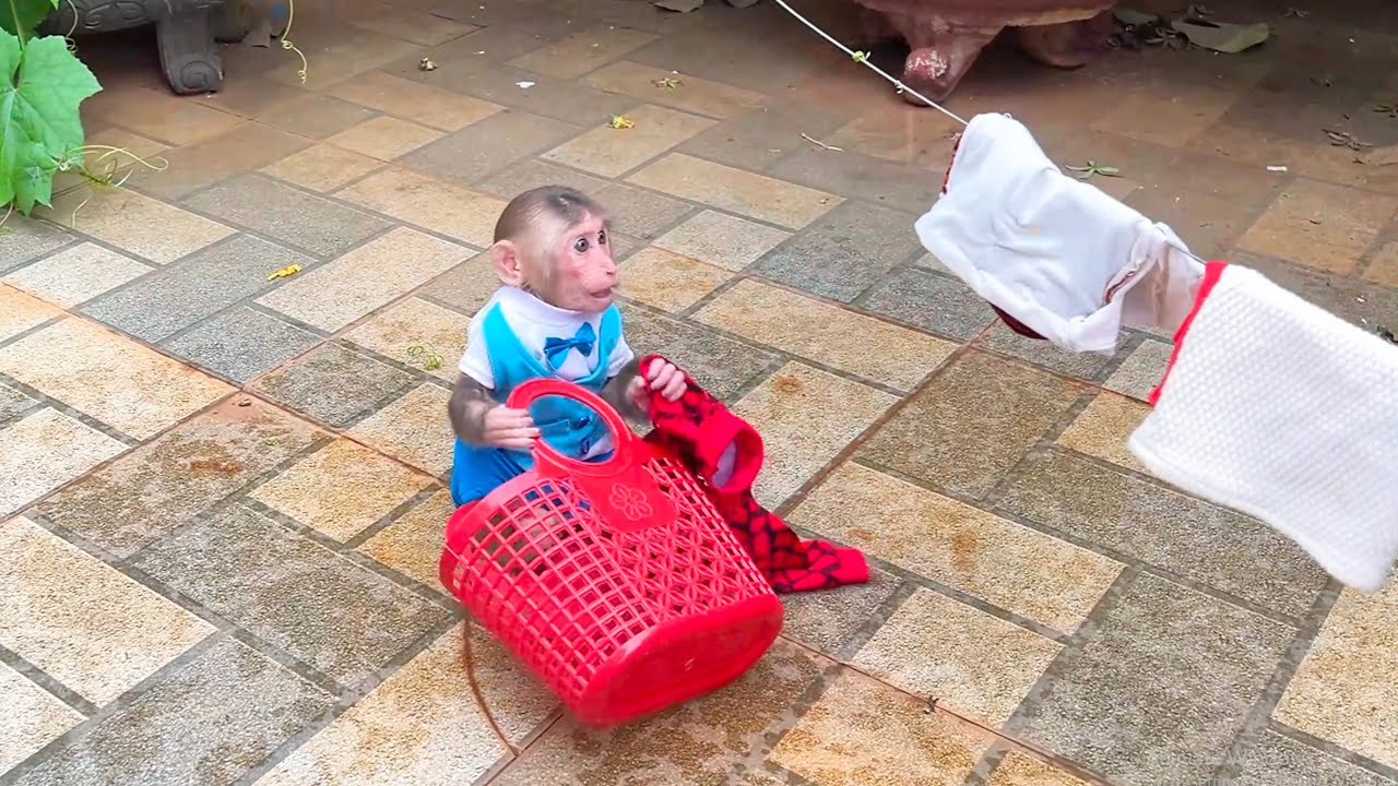 So Sweet! CUBIS Rushes to Help Dad Save the Laundry Before the Storm