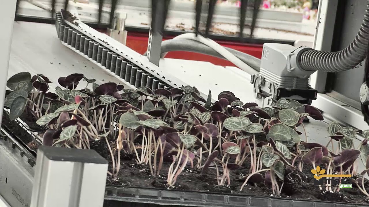 Linea di semina SDS con E11D