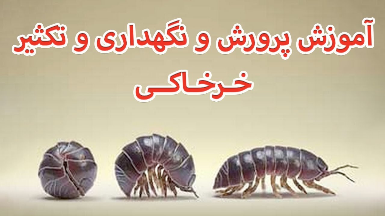 How To Care IsoPods - أموزش پرورش و تکثیر و نگهداری از خرخاکی