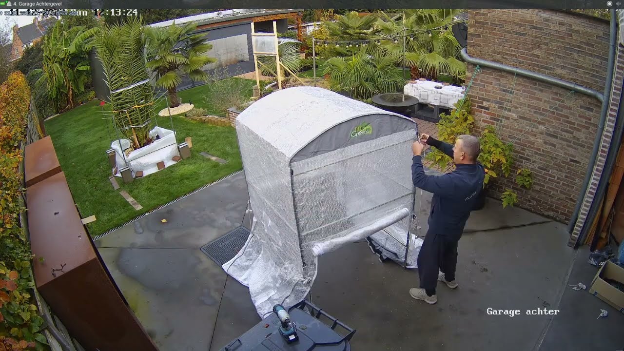 Packing up the Phoenix Canariensis for winter