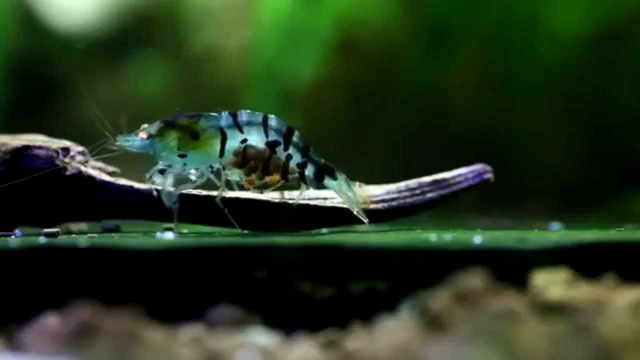 Blå tiger räka ( shrimps )