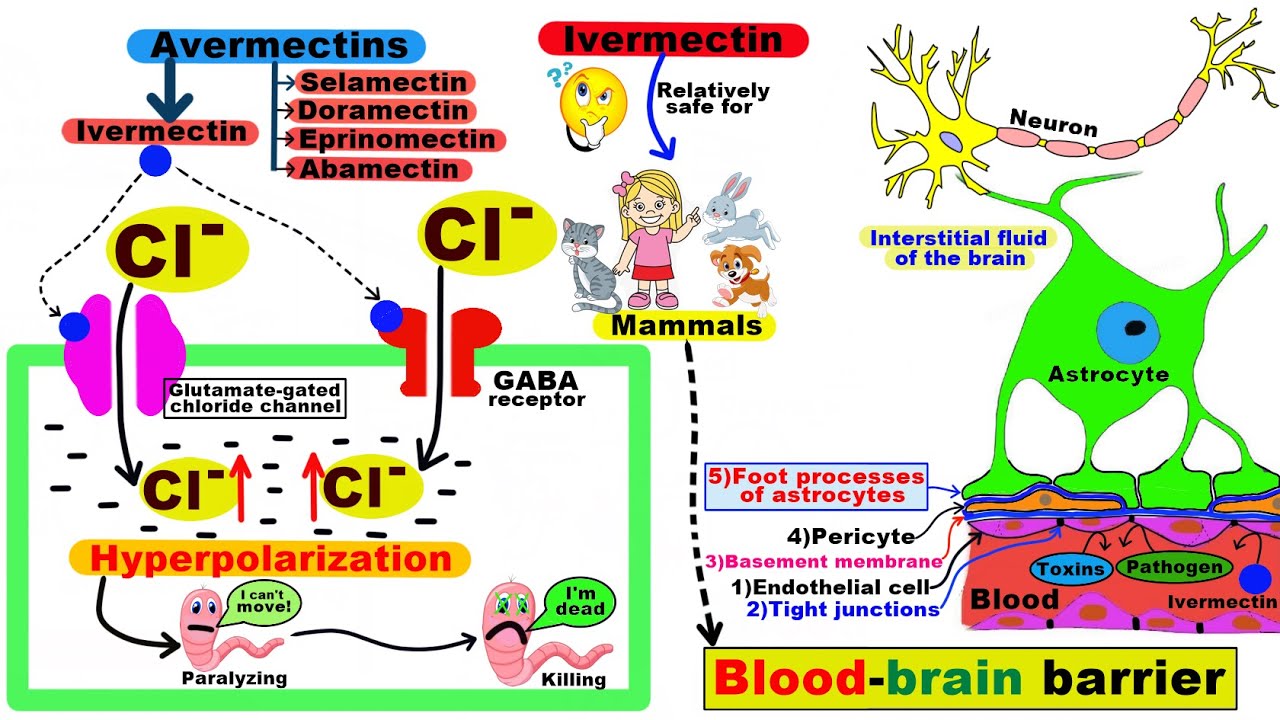 Ivermectin- Mechanism of action; Indications; Toxicity  (Antihelminthics/ Anthelmintics)