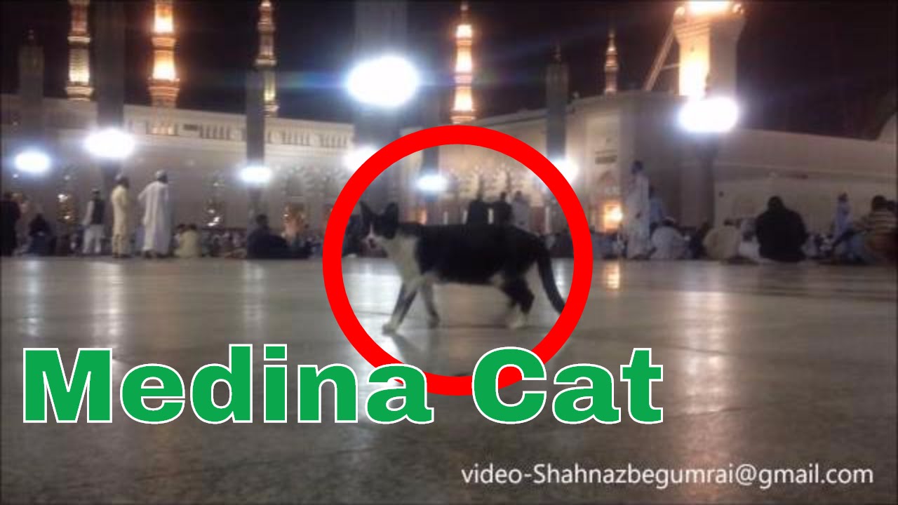 Makkah Medina cat walking in masjid