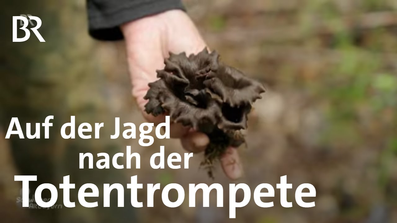 Aus der Natur in die Vorratskammer: Kochen mit Totentrompeten | Pilze | Schwaben & Altbayern | BR